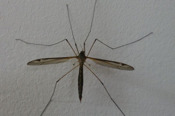 虫捕りたちのつぶやき 同定知識