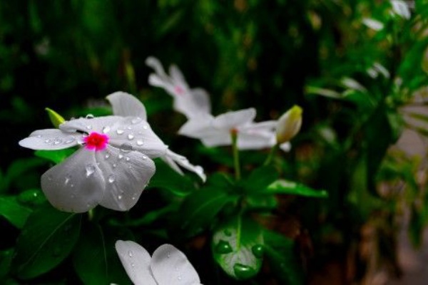 引きこもり留学の菊池健彦の英語ブログを読んで構成を考える 英語の独学への道