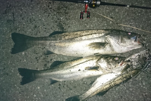 バラシマニアの一魚一会、釣行記｡ (2021)
