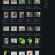 落合公園で撮影した生き物の写真