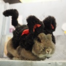 2月26日のグルーミングフォト