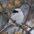 『投稿：BORG89EDによる「遠征して出会った小鳥達」2024/03/28』の画像