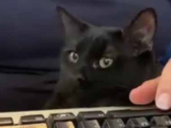 ネコ飼いがパソコン作業をしていた。完全に邪魔はしない！ → 猫の嫌がらせ行為はこちらです…