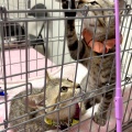 ねこの譲渡会 《7月13日(日)》