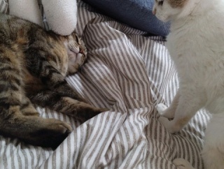 実物のﾈｺﾁｬﾝたちセカンド100