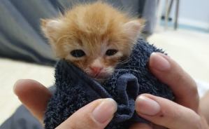 ねころぐ ～にゃんごくLife @クアラルンプール～