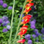 土のうた