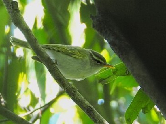 2026年5月5日の野鳥公園