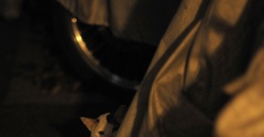 やさしいねこ ５