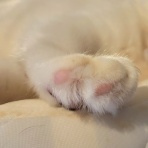 みにみゅう　猫の飼い主さん募集中　
