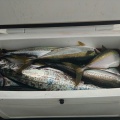 6月2日の釣果