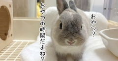 うさぎのルリ(10/15追記)