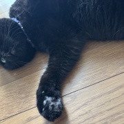 アヤちゃんの短いしっぽ