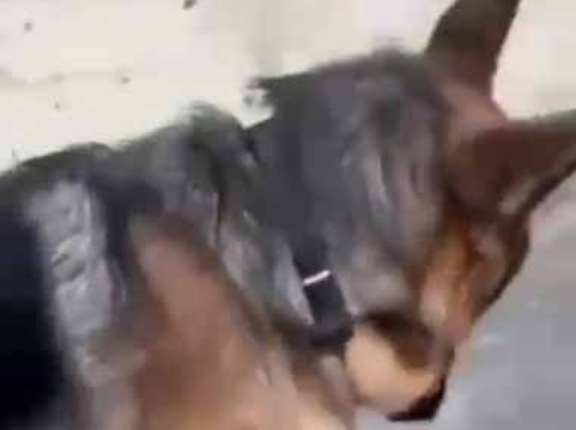 ネコは何をしているの？ ちょっと離れてよぉ！ → 困った犬と、くっつき猫はこちらです…