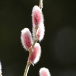 俳句の集い！望生の俳句