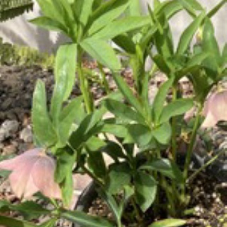 ナチュラルライフ