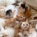 子猫フィーバー!?100匹のマンチカンが暮らす猫カフェへ行ってみた