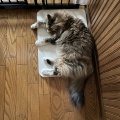 落ちてるだけじゃない夏の猫