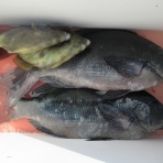 濱田渡船 愛媛県宇和島市 御五神