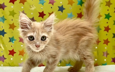 『😸メインクーーーンのご紹介😸』の画像