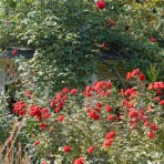 「藍川京」の部屋