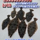 ヒラメキャスティング。