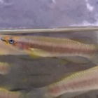 『11月11日(土)熱帯魚入荷情報✨』の画像