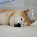 湘南凸凹柴WAN日記