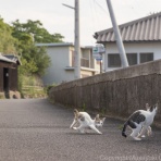 猫写真家・沖 昌之のブログ　野良ねこちゃんねる。　