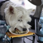 たかシェフのおうちごはん。と、白い犬。と、チワワ。