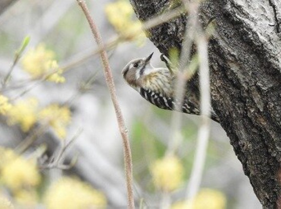 2026年3月19日の野鳥公園