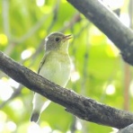 Tokyo_wildbirdpark_blog