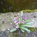 2026/04/11 ド根性菫