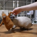おっかけふわふわ