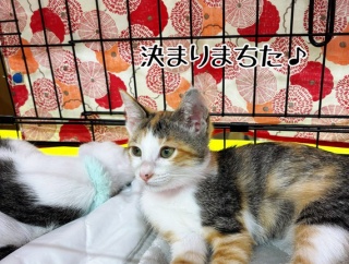 昨日は秘密結社ねこのひげ譲渡会♪
