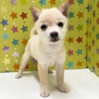 『新しいわんちゃんの紹介です🐶』の画像