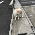 また子犬がやって来ました！