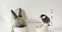 うさぎと文鳥が並んでご飯を食べる