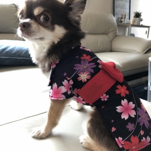 ダイソーでみーつけた ワンコも夏気分 プチプラ浴衣 ちいさなおうち Powered By ライブドアブログ