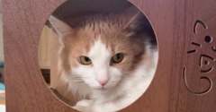 メルシーが横取りした爪とぎのその後