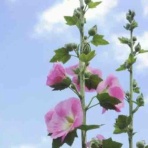 彼と私の35年