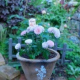 薔薇のため