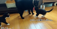 初放牧☆グリくんはすごい！
