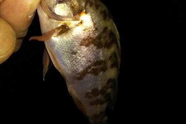 釣りする しろいたち 網代港