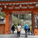 三室戸寺のしだれ梅