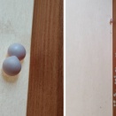 御殿場市でニホンヤモリの卵を確認【Discovery of Japanese Gecko (Nihon Yamori) Eggs in Gotemba City】