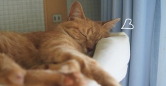 犬には辛いけど猫にはちょうどいい暑さの日