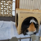 粉末茶・冷凍弁当とパン作り