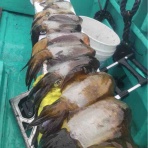 輝栄丸釣果ブログ（釣船釣果）