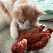 ドウデュースのぬいぐるみよりも猫が気になったもの